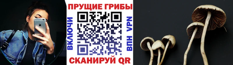 где продают наркотики  площадка телеграм  Галлюциногенные грибы прущие грибы  Бежецк 